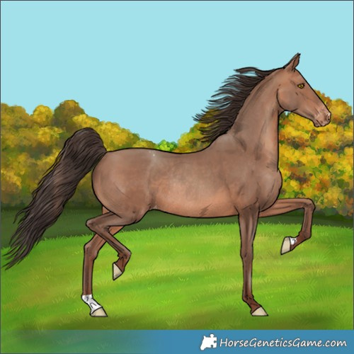 Horse Color:Sable Champagne Appaloosa Rabicano
