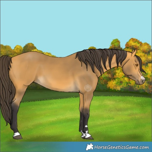 Horse Color:Buckskin 