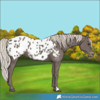 Horse Color:Silver Black Appaloosa 