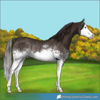 Horse Color:White Spotted Liver Chestnut Splash Rabicano 