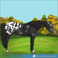 Horse Color:Gray Black Appaloosa