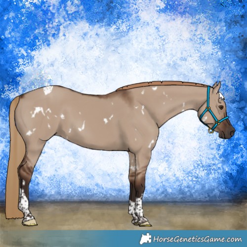 Horse Color:White Spotted Liver Red Dun Tobiano 