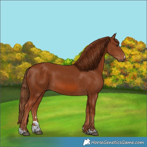 Horse Color:Chestnut 