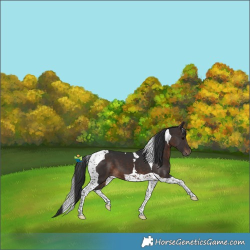 Horse Color:Brown Tobiano