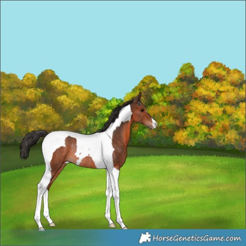 Horse Color:Brown Tobiano Rabicano 
