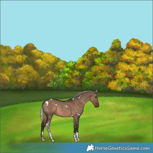 Horse Color:White Spotted Silver Bay Dun Tobiano 