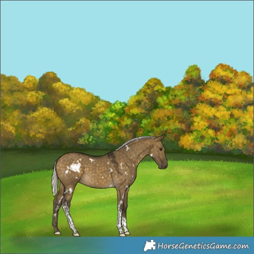 Horse Color:White Spotted Silver Buckskin Dun Tobiano 