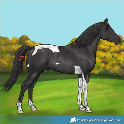 Horse Color:Smoky Black Tobiano Rabicano