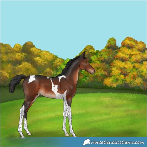 Horse Color:Brown Tobiano 