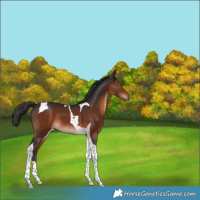 Horse Color:Brown Tobiano 