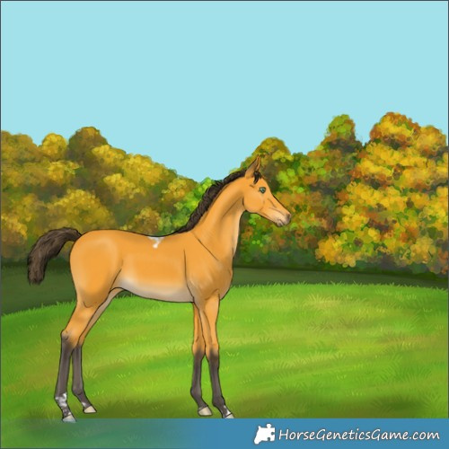 Horse Color:Buckskin Tobiano