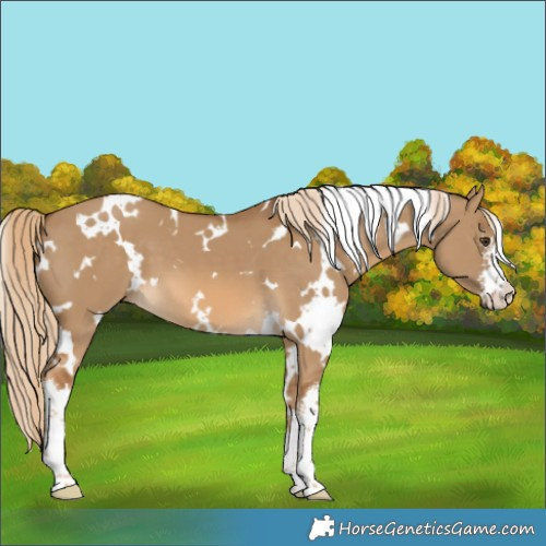 Horse Color:White Spotted Chocolate Palomino Dun