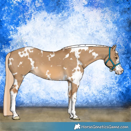 Horse Color:White Spotted Chocolate Palomino Dun 
