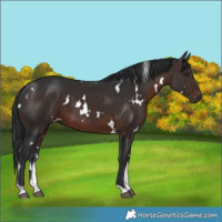 Horse Color:White Spotted Brown Tobiano