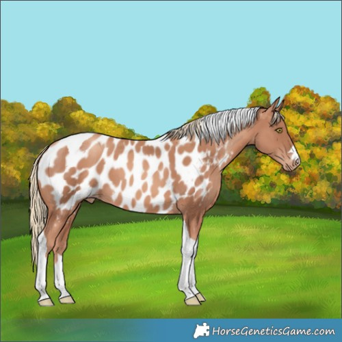 Horse Color:Gold Champagne Tobiano Appaloosa 