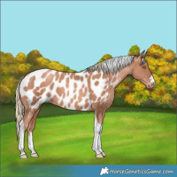 Horse Color:Gold Champagne Tobiano Appaloosa 