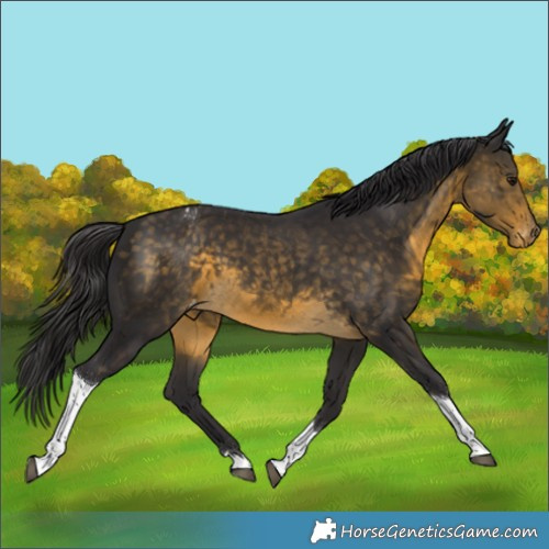 Horse Color:Buckskin Tobiano Appaloosa Rabicano 