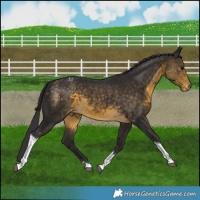Horse Color:Buckskin Tobiano Varnish Rabicano