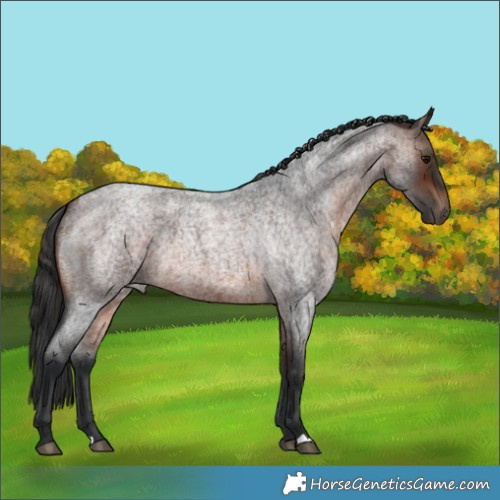 Horse Color:Brown Roan 