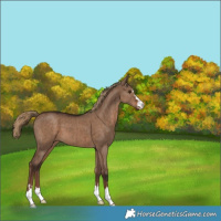 Horse Color:Liver Red Dun Brindle 