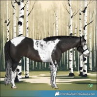 Horse Color:Gray White Spotted Brown Tobiano 