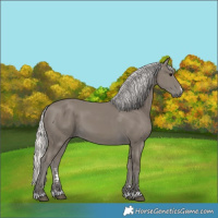 Horse Color:Silver Smoky Black