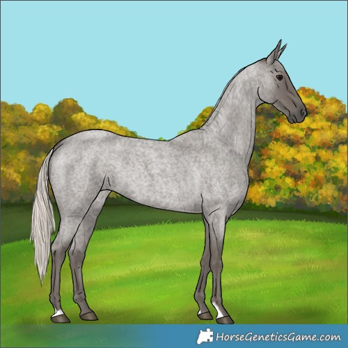 Horse Color:Silver Blue Roan 