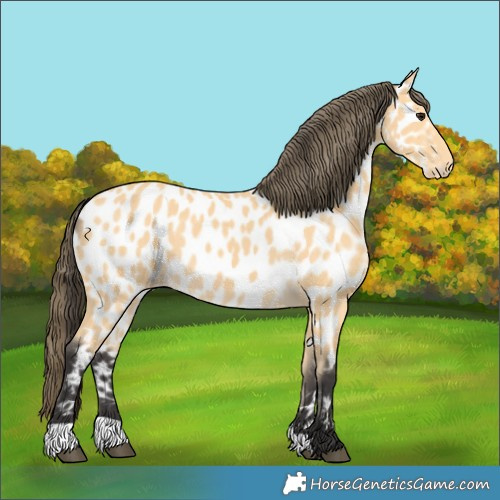 Horse Color:Buckskin Appaloosa 