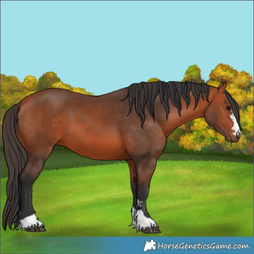 Horse Color:Bay 