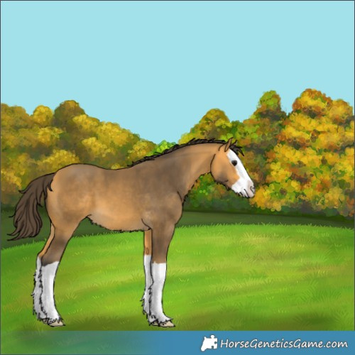 Horse Color:Buckskin Splash 
