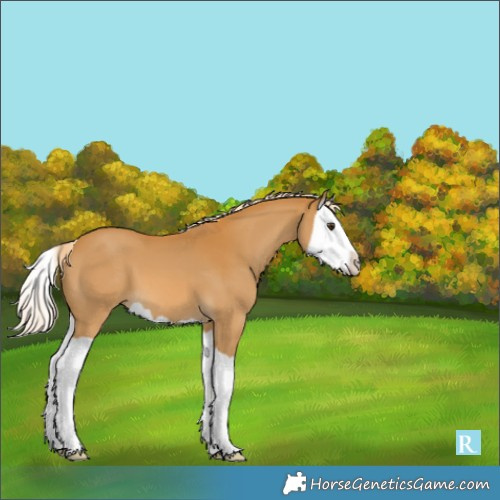 Horse Color:Palomino Splash 