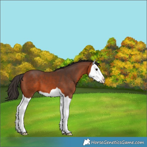 Horse Color:Bay Splash 