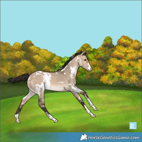 Horse Color:White Spotted Bay Dun Rabicano 