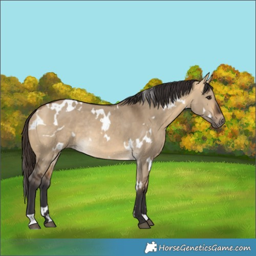 Horse Color:White Spotted Buckskin Dun Rabicano 