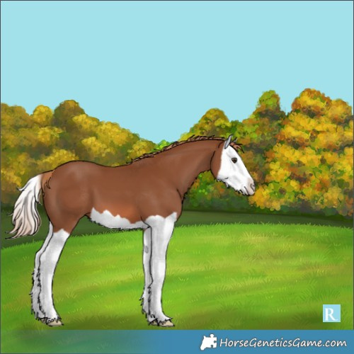 Horse Color:Chestnut Splash 