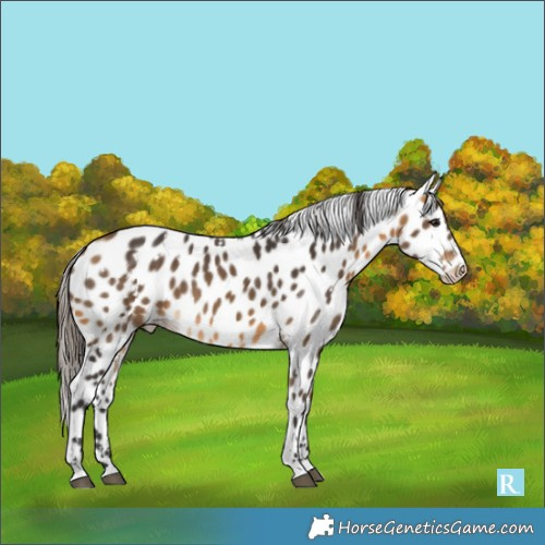 Horse Color:White Spotted Buckskin Leopard 