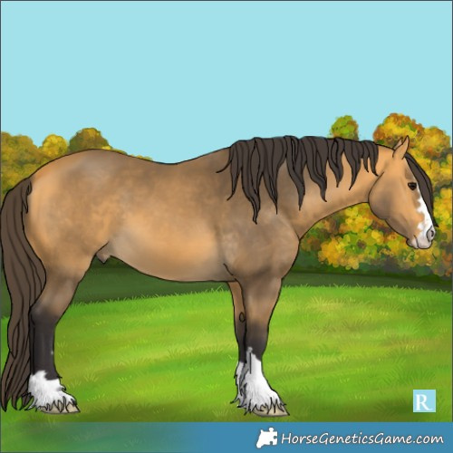 Horse Color:Buckskin 