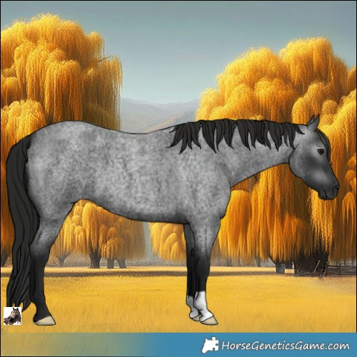 Horse Color:Gray Blue Roan