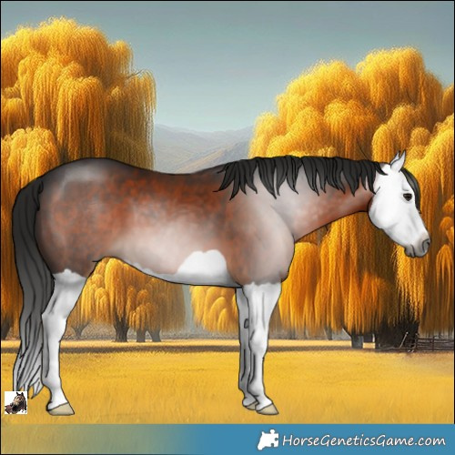 Horse Color:Gray Bay Splash