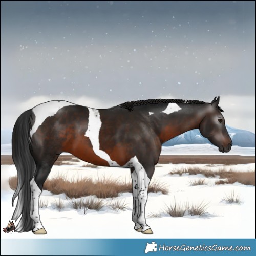 Horse Color:Gray Brown Tobiano