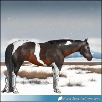 Horse Color:Gray Brown Tobiano 