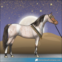 Horse Color:Buckskin Roan Pearl  and Bay Roan 