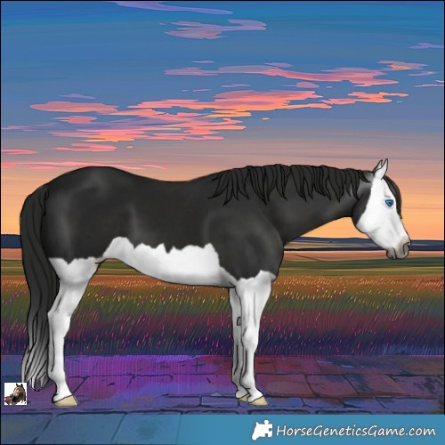 Horse Color:Gray Black Splash 
