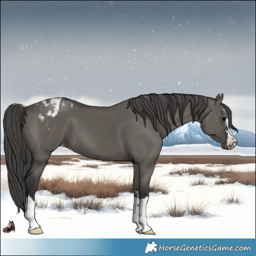 Horse Color:Grullo Appaloosa