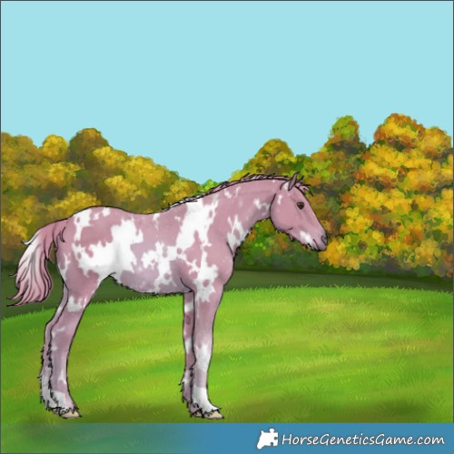 Horse Color:Watercolor White Spotted Chestnut 