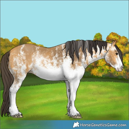 Horse Color:White Spotted Buckskin