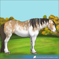 Horse Color:White Spotted Buckskin 