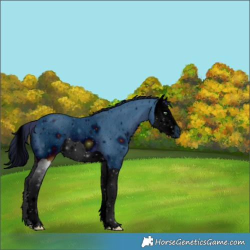 Horse Color:ERROR: UNKNOWN ANOMALY