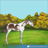 Horse Color:White Spotted Liver Chestnut Splash Tobiano Rabicano 
