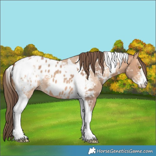 Horse Color:Amber Champagne Sabino Tobiano Appaloosa  and Amber Champagne Sabino Tobiano Appaloosa 